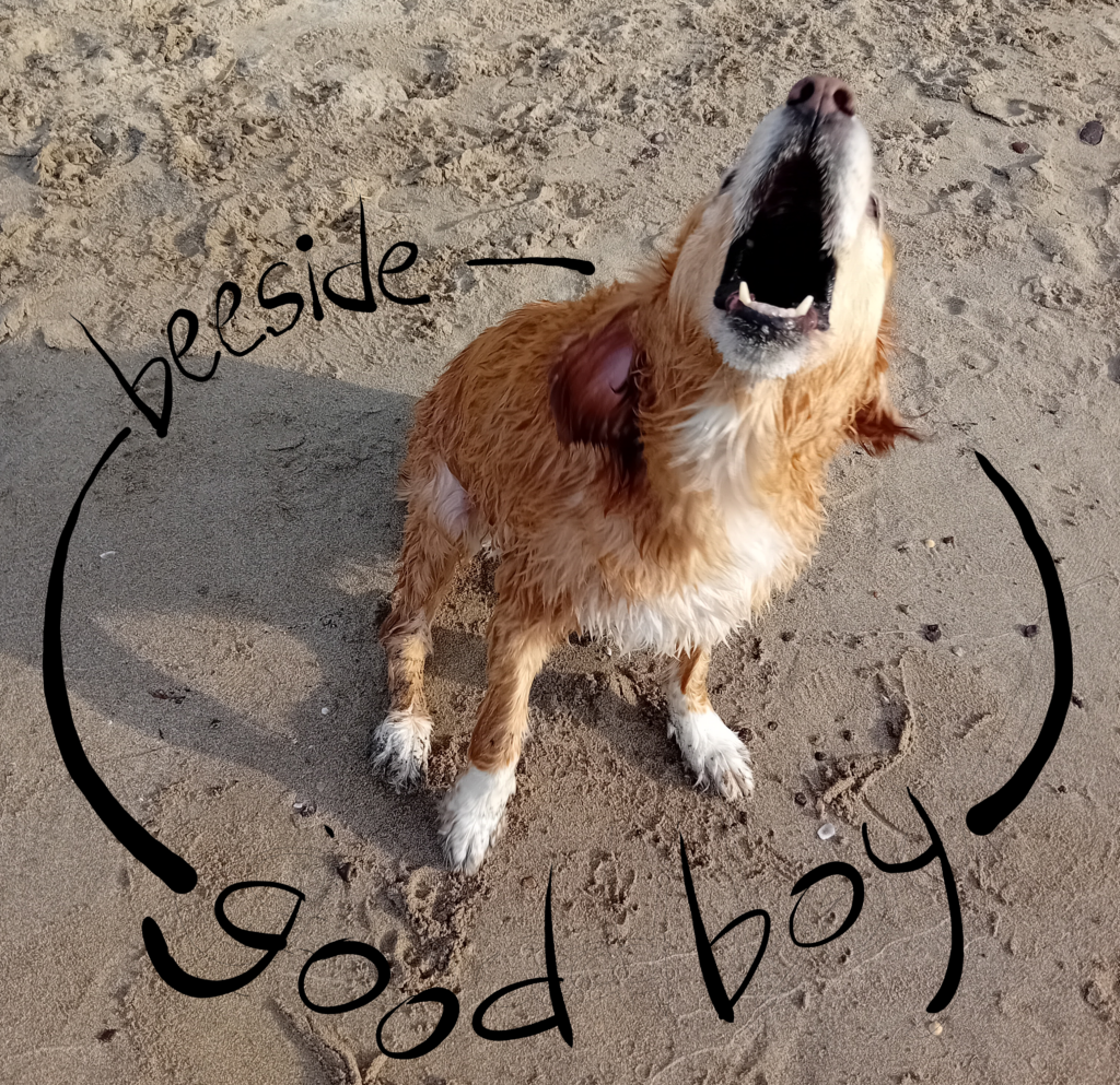 copertina album good boy cane in spiaggia