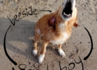 copertina album good boy cane in spiaggia