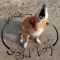 copertina album good boy cane in spiaggia